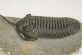 Morocconites Trilobite Fossil - Huge Example #206481-3